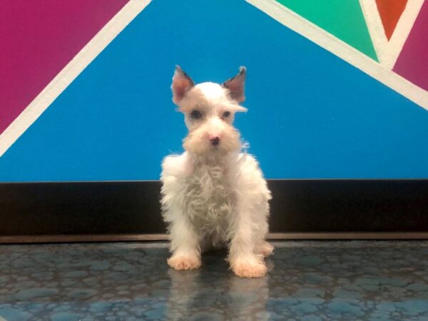 Miniature Schnauzer-DOG-Male-Liver/Parti-132-Petland Fort Walton Beach, FL