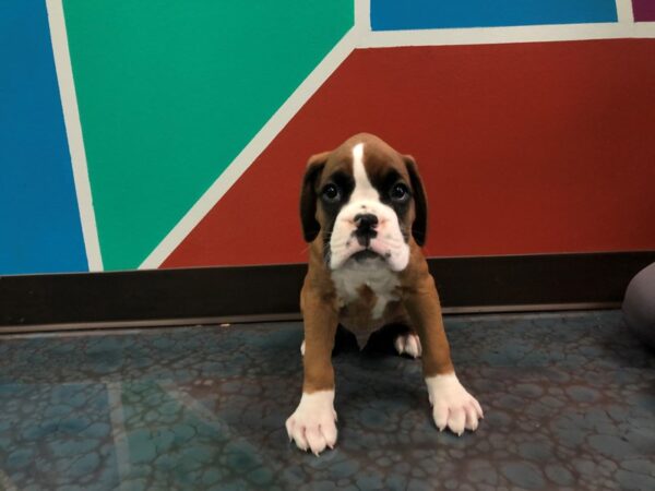 Boxer-DOG-Male-Fawn/Black & White-145-Petland Fort Walton Beach, FL