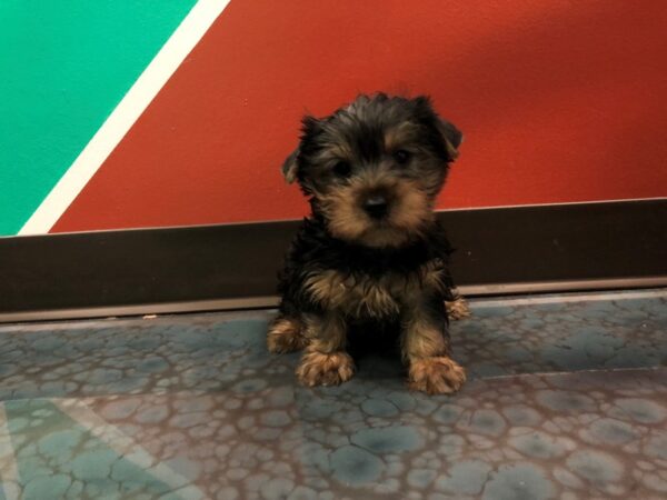 Silky Terrier-DOG-Male-Black/Tan-141-Petland Fort Walton Beach, FL