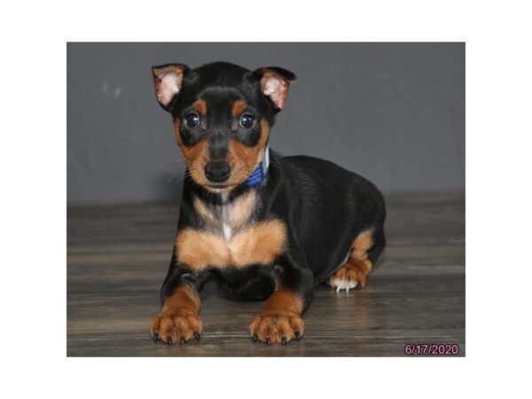 Miniature Pinscher-DOG-Male-Black / Tan-168-Petland Fort Walton Beach, FL