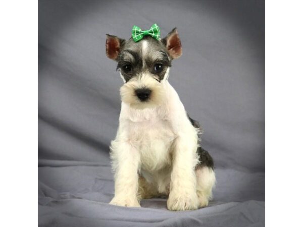 Miniature Schnauzer-DOG-Female-salt pepper Partie-153-Petland Fort Walton Beach, FL