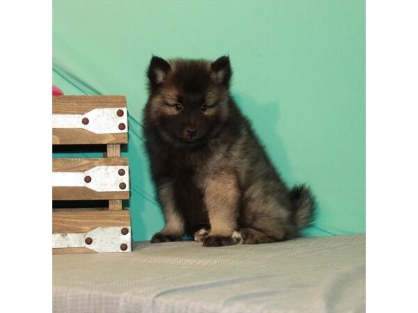 Keeshond-DOG-Male-Black / Silver-154-Petland Fort Walton Beach, FL