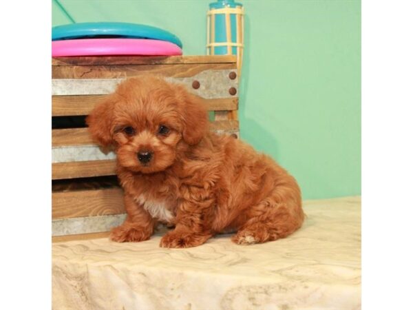 Yorkiepoo-DOG-Male-Red-155-Petland Fort Walton Beach, FL