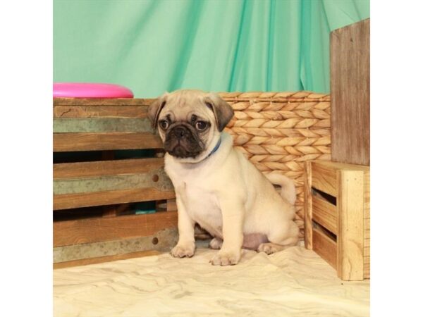 Pug-DOG-Male-Fawn-156-Petland Fort Walton Beach, FL