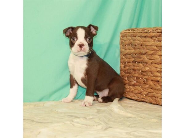 Boston Terrier DOG Male Seal 157 Petland Fort Walton Beach, FL