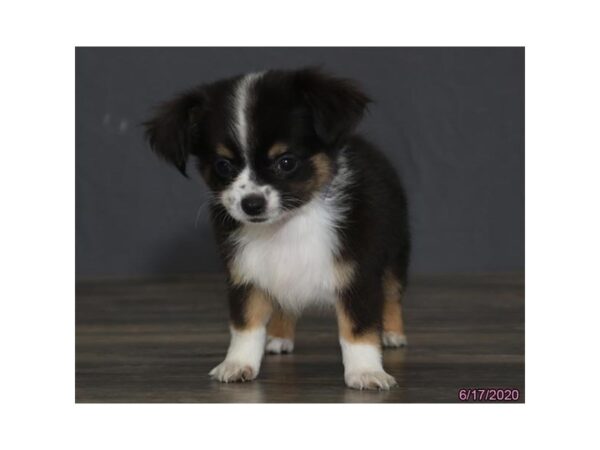 Chihuahua-DOG-Male-Black / White-160-Petland Fort Walton Beach, FL