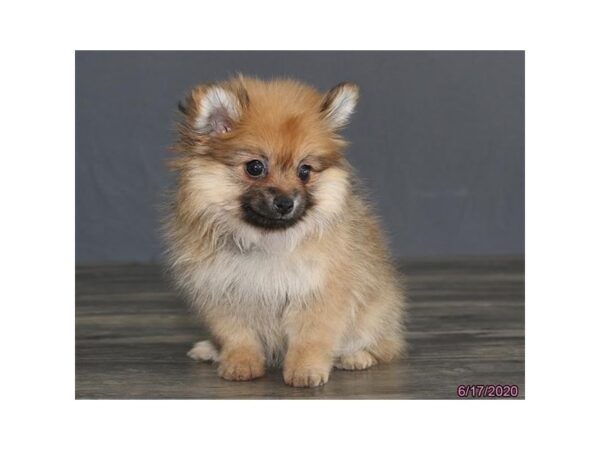 Pomeranian-DOG-Female-Orange Sable-161-Petland Fort Walton Beach, FL