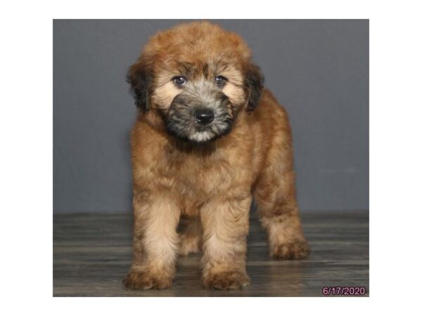 Soft Coated Wheaten Terrier-DOG-Female-Wheaten-163-Petland Fort Walton Beach, FL