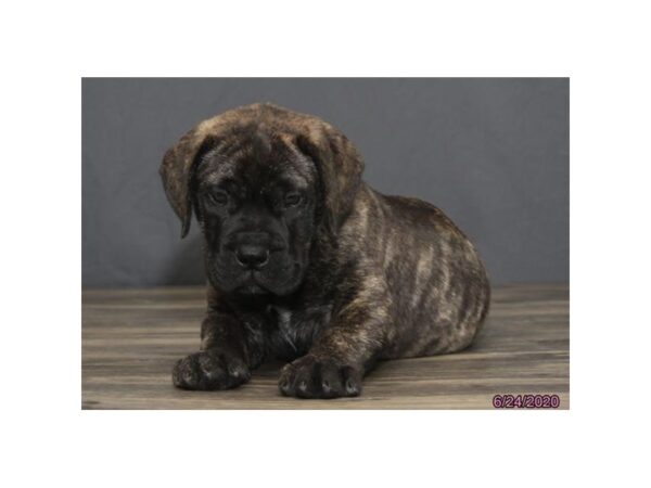 Bullmastiff-DOG-Male-Brindle-189-Petland Fort Walton Beach, FL