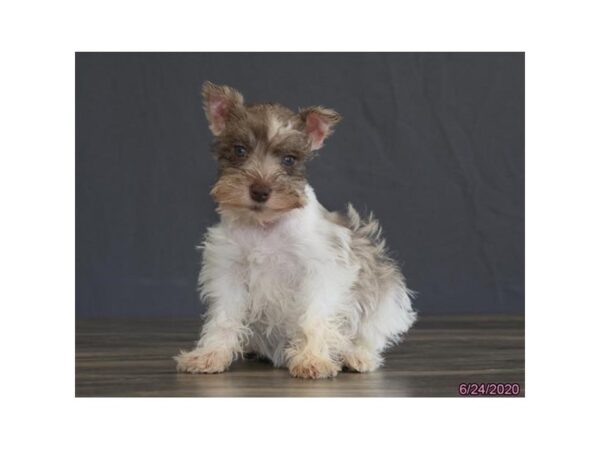 Miniature Schnauzer-DOG-Female-White / Chocolate-190-Petland Fort Walton Beach, FL