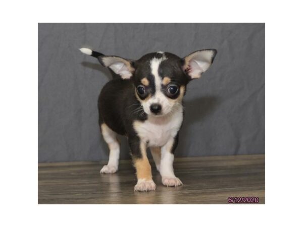 Chihuahua-DOG-Male-Black / White-191-Petland Fort Walton Beach, FL