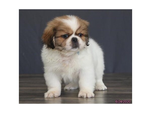 Pekingese-DOG-Male-Sable / White-192-Petland Fort Walton Beach, FL