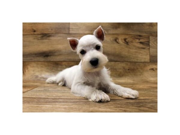 Miniature Schnauzer-DOG-Female-White-186-Petland Fort Walton Beach, FL