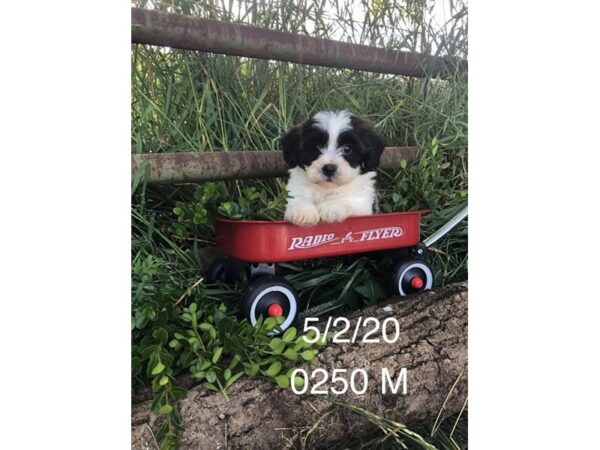 Teddy Bear-DOG-Male-Black / White-175-Petland Fort Walton Beach, FL