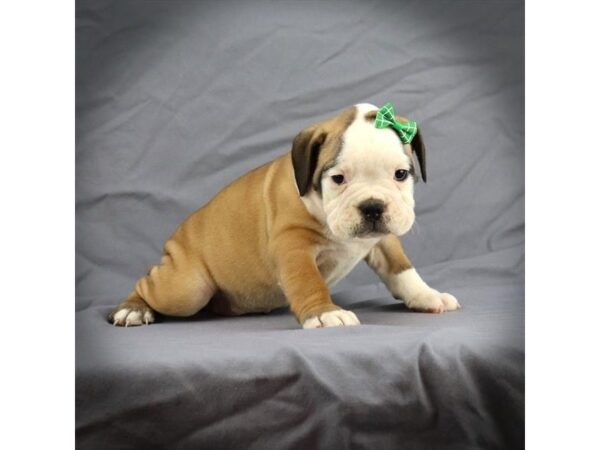 Victorian Bulldog-DOG-Female-red and white-179-Petland Fort Walton Beach, FL