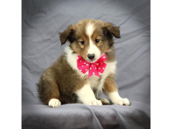 Shetland Sheepdog-DOG-Male-sable white-180-Petland Fort Walton Beach, FL