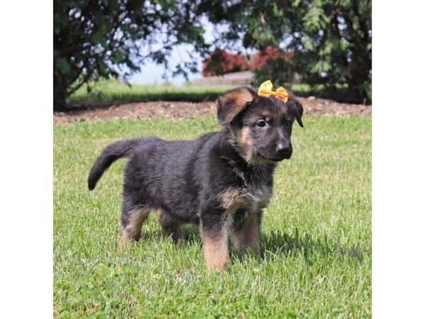 German Shepherd-DOG-Female-Black and Tan-181-Petland Fort Walton Beach, FL