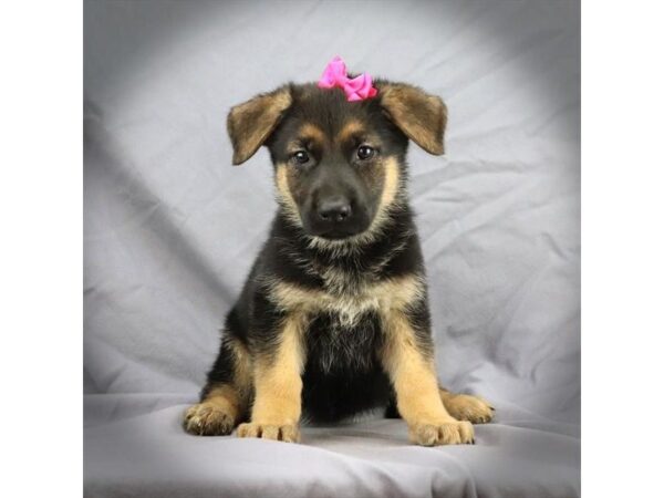 German Shepherd-DOG-Female-Black and Tan-182-Petland Fort Walton Beach, FL