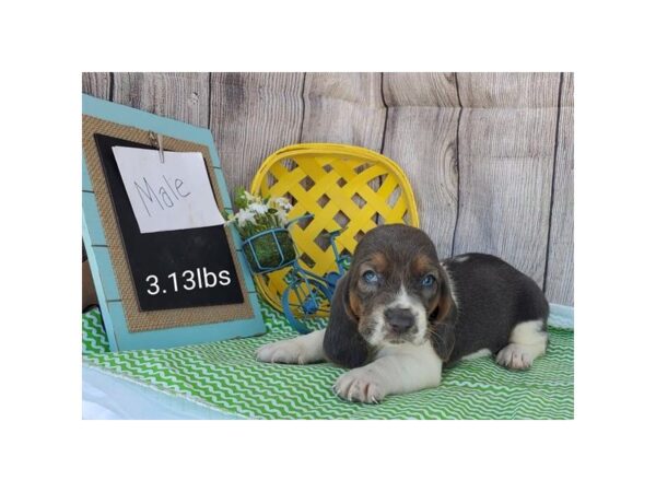 Basset Hound DOG Male Blue Tan / White 209 Petland Fort Walton Beach, FL