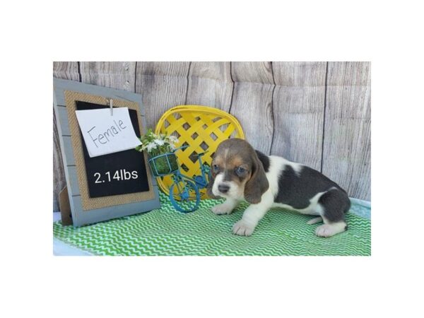 Basset Hound DOG Female Blue White / Tan 176 Petland Fort Walton Beach, FL