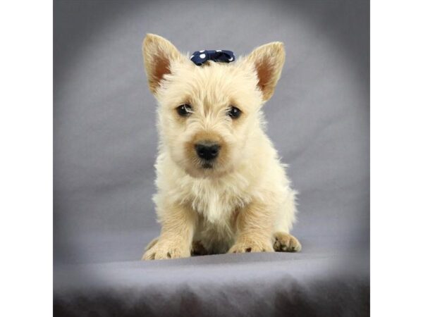 Scottish Terrier-DOG-Female-Cream-206-Petland Fort Walton Beach, FL