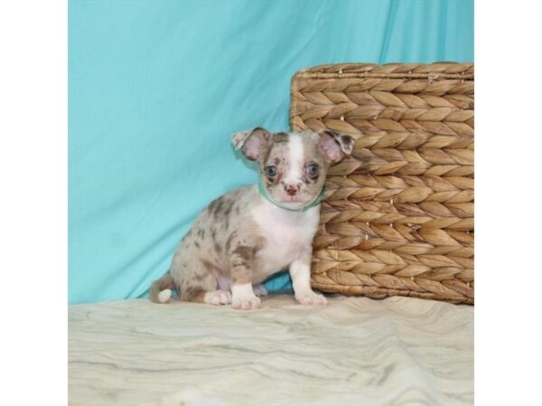 Chihuahua-DOG-Female-Chocolate Merle-207-Petland Fort Walton Beach, FL