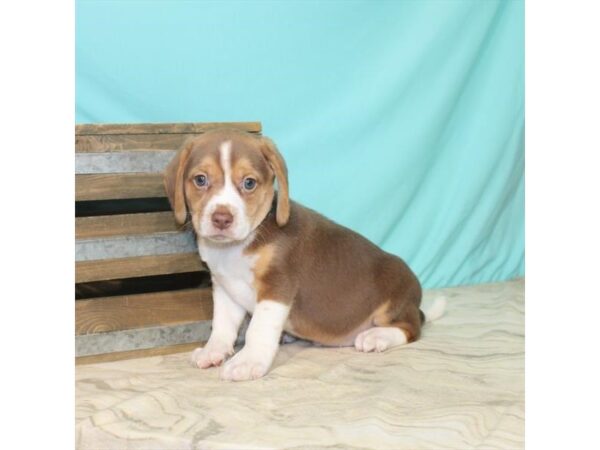 Beagle-DOG-Male-Chocolate / Tan-208-Petland Fort Walton Beach, FL