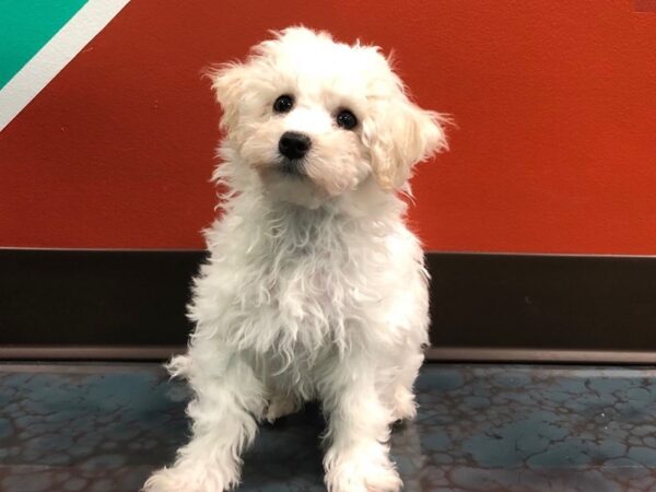 Bichon Frise DOG Male WHITE 202 Petland Fort Walton Beach, FL