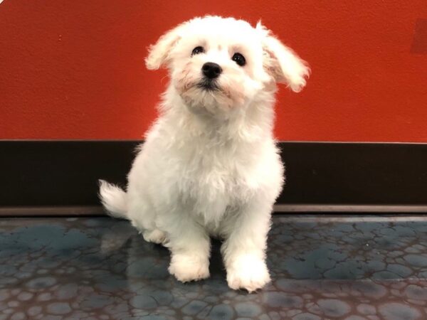 Bichon Frise DOG Female WHITE 203 Petland Fort Walton Beach, FL