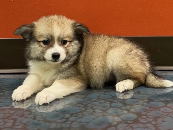 Pomsky-DOG-Female-RED-198-Petland Fort Walton Beach, FL