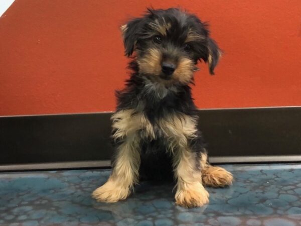 Yorkshire Terrier-DOG-Female-BLK TAN-169-Petland Fort Walton Beach, FL