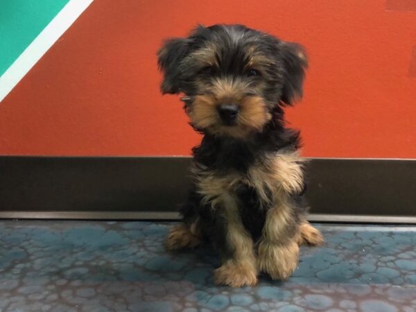 Yorkshire Terrier-DOG-Male-BLK TAN-170-Petland Fort Walton Beach, FL