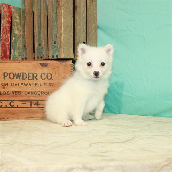 American Eskimo-DOG-Female-White-415-Petland Fort Walton Beach, FL