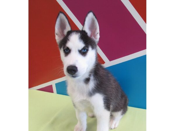 Siberian Husky-DOG-Male-Black and White-215-Petland Fort Walton Beach, FL