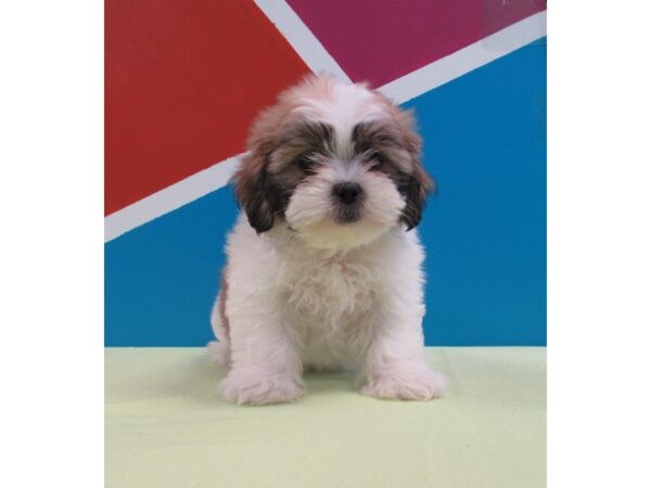 Teddy Bear-DOG-Female-Brown White-221-Petland Fort Walton Beach, FL