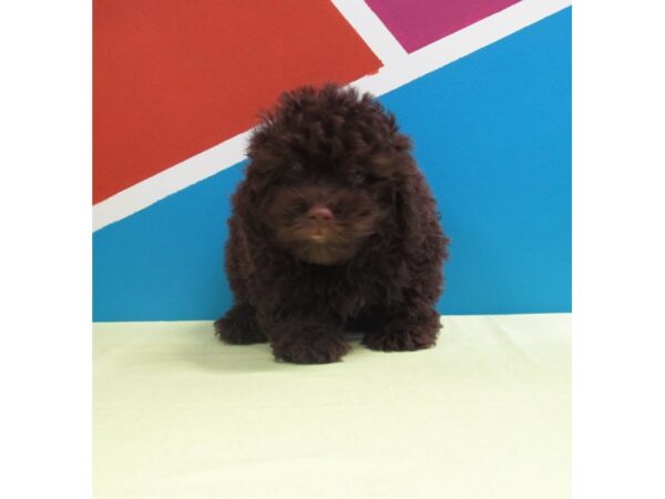 Havanese-DOG-Male-CHOC-222-Petland Fort Walton Beach, FL