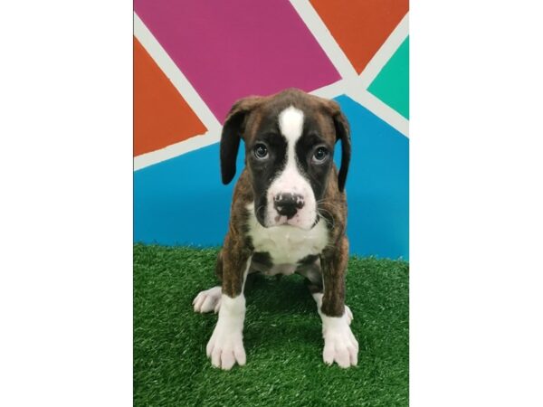 Boxer-DOG-Female-Brindle-227-Petland Fort Walton Beach, FL