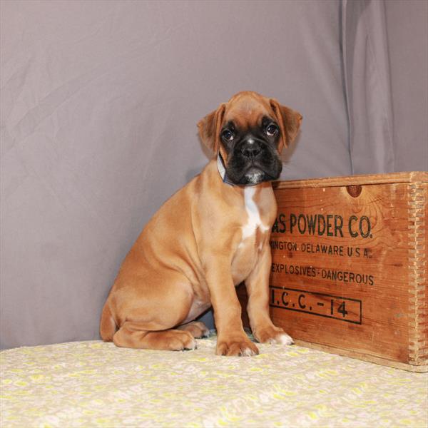 Boxer-DOG-Female-Fawn-1134-Petland Fort Walton Beach, FL