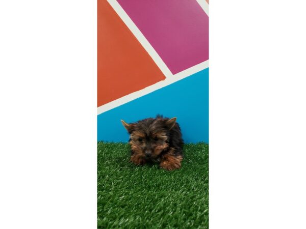 Yorkshire Terrier-DOG-Male-Black/Tan-231-Petland Fort Walton Beach, FL