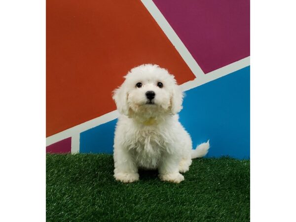 Bichon Frise DOG Male White 233 Petland Fort Walton Beach, FL