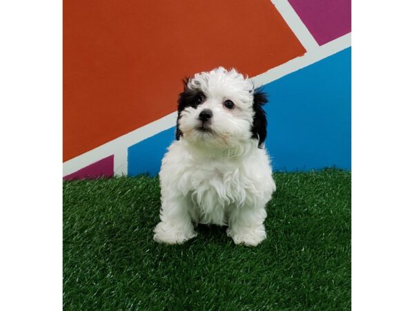 Coton De Tulear DOG Male Black & White 237 Petland Fort Walton Beach, FL