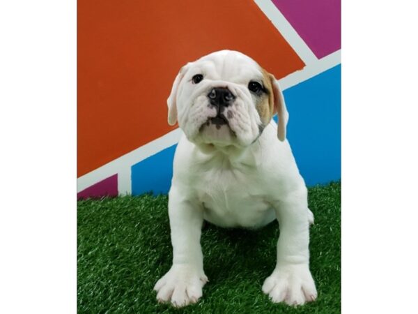 English Bulldog-DOG-Male-White-238-Petland Fort Walton Beach, FL