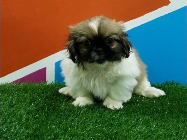 Pekingese-DOG-Female-Sable & White-239-Petland Fort Walton Beach, FL