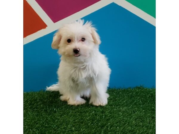 Maltese DOG Male WHITE 248 Petland Fort Walton Beach, FL