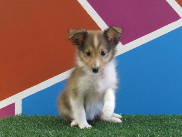 Shetland Sheepdog-DOG-Female-Sable & White-254-Petland Fort Walton Beach, FL