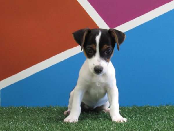 Jack Russell Terrier-DOG-Female-Tri-252-Petland Fort Walton Beach, FL