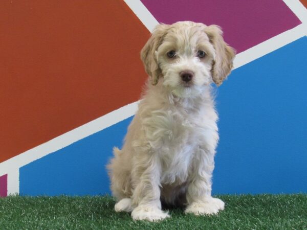 Cockapoo-DOG-Female-Blue Fawn-249-Petland Fort Walton Beach, FL