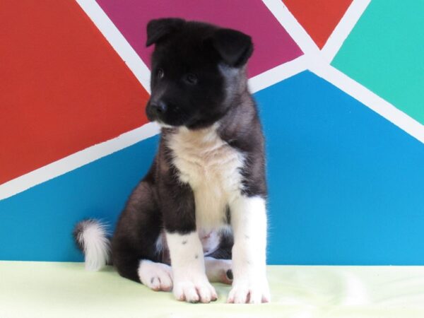 Akita-DOG-Female-Brown & White-250-Petland Fort Walton Beach, FL