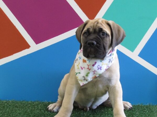 Bullmastiff-DOG-Female-Fawn-258-Petland Fort Walton Beach, FL