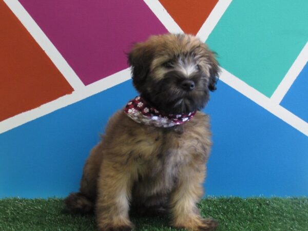 Soft Coated Wheaten Terrier-DOG-Male-Wheaten-262-Petland Fort Walton Beach, FL